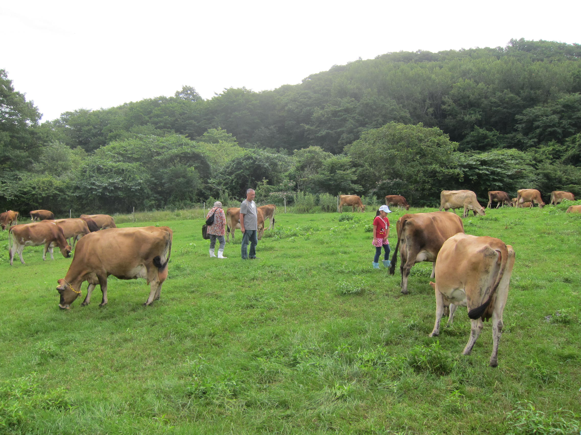 神津牧場の様子