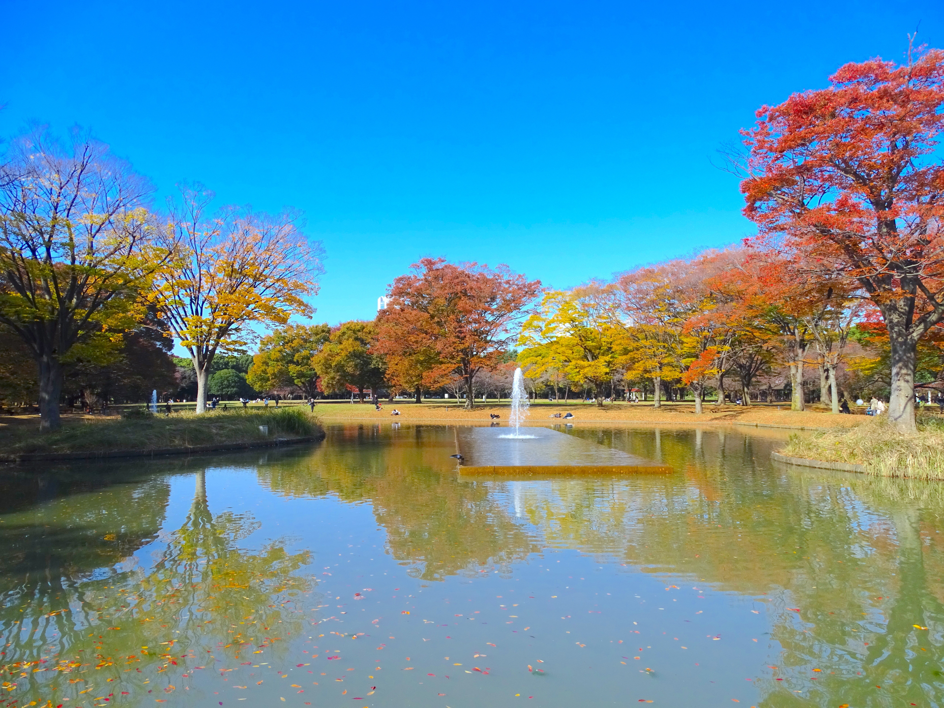 代々木公園