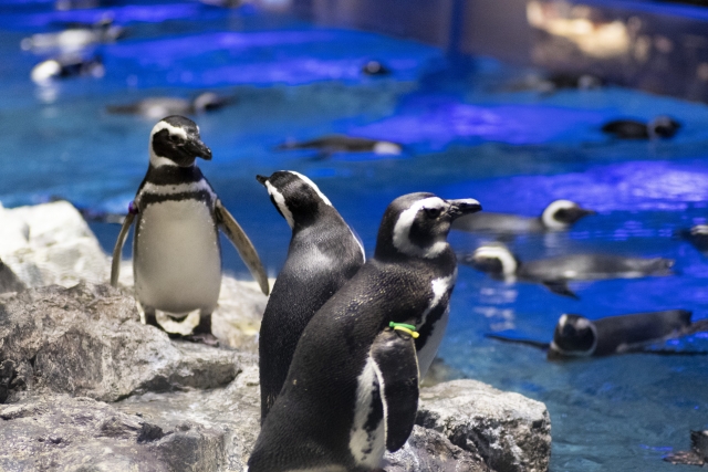 すみだ水族館の様子